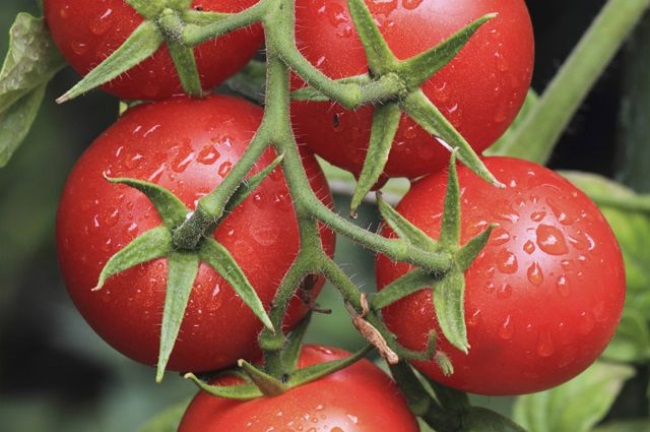 Какую пользу приносят помидоры